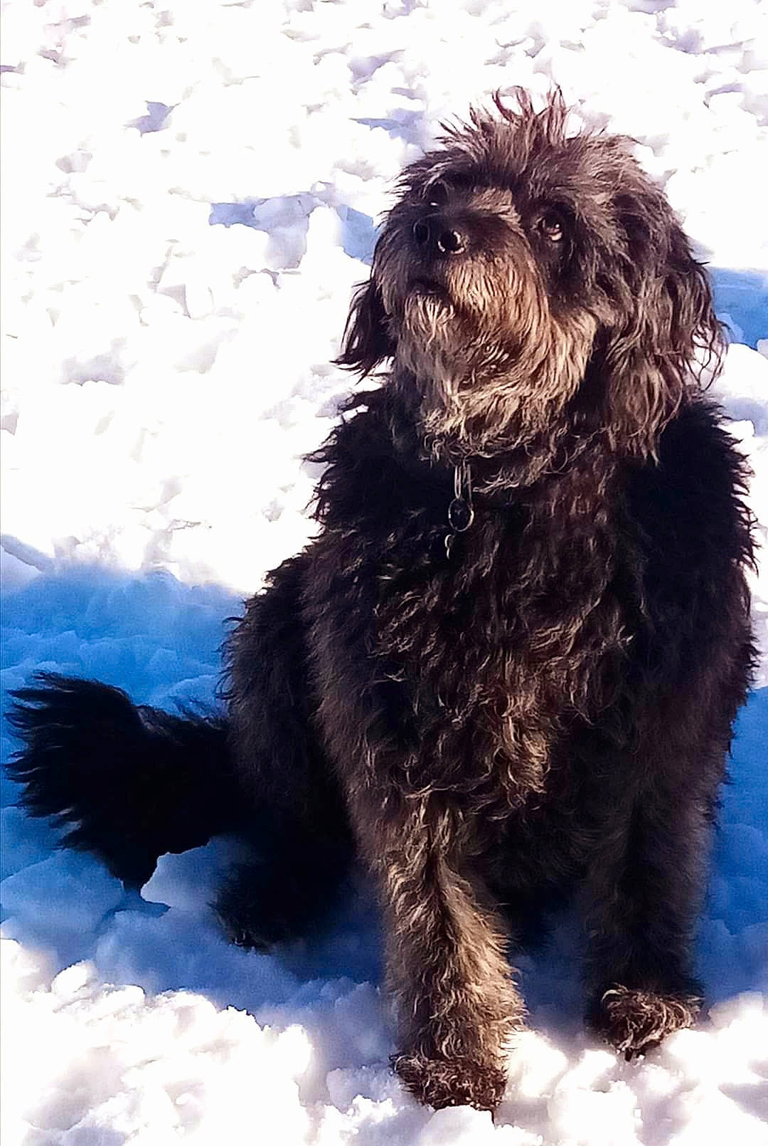 Nutella participe au concours pour gagner de l'argent avec cette photo : canidae, carnivore, companion_dog, dog, dog_breed, fur, liver, maltepoo, schapendoes, small_terrier, snout, snow, sporting_group, tail, terrier, toy_dog, water_dog, winter, working_animal, yorkipoo