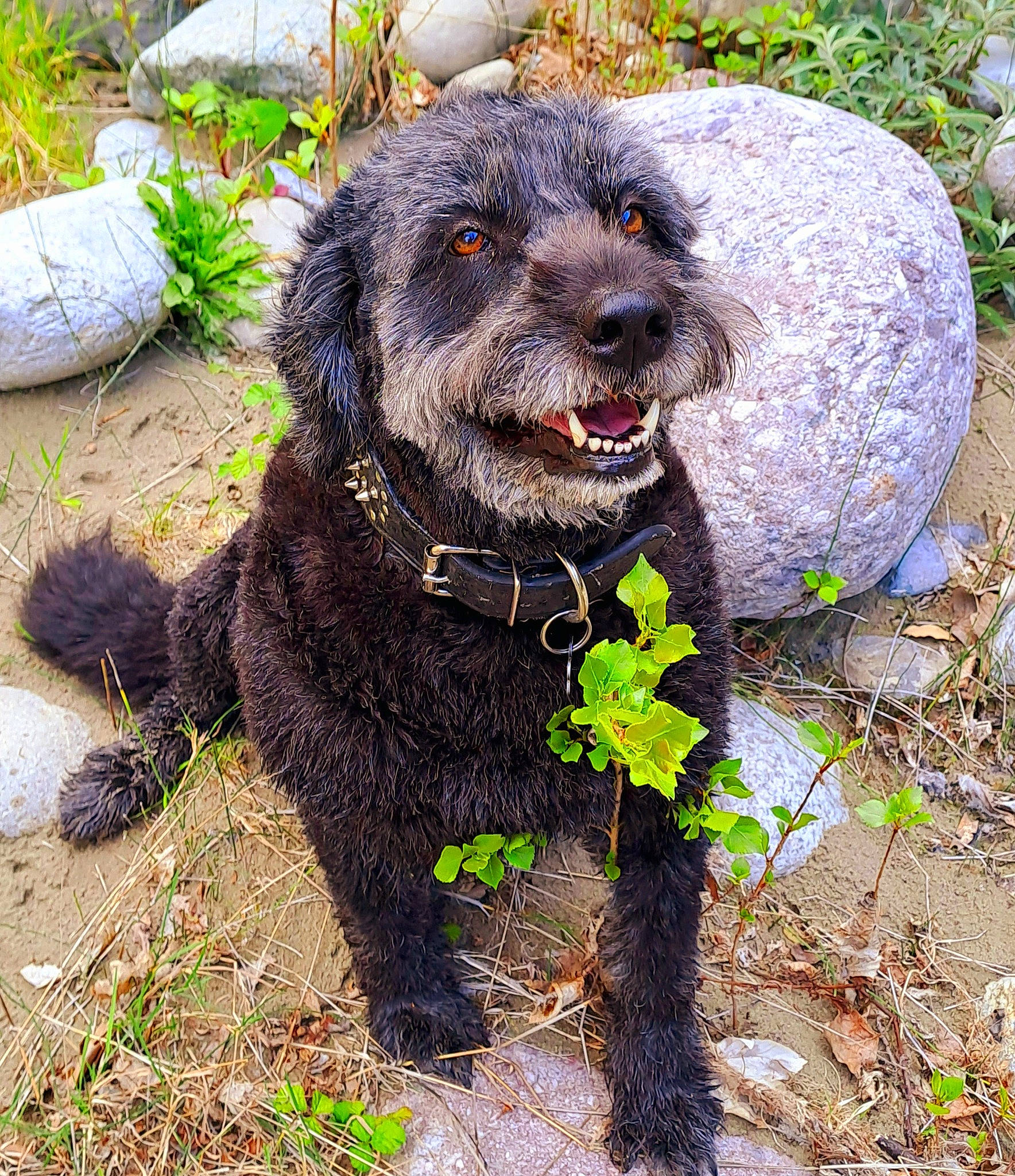 Nutella participe au concours pour gagner de l'argent avec cette photo : art, canidae, carnivore, collar, companion_dog, dog, dog_breed, dog_collar, grass, groundcover, liver, plant, snout, soil, sporting_group, terrestrial_animal, working_animal