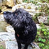 dog, black_dog, curly_fur, wet_fur, rock, rocks, waterfall, stream, water, greenery, plants, leafy_plants, outdoor, nature, animal, pet, canine, sitting, alert, forest