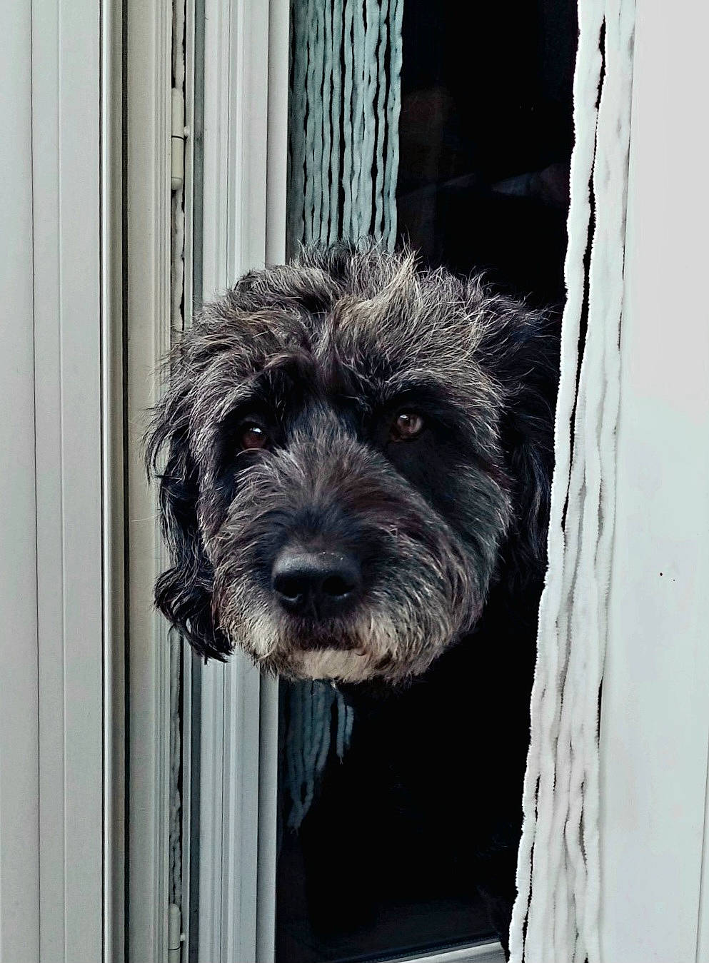 Nutella participe au concours pour gagner de l'argent avec cette photo : building, canidae, carnivore, companion_dog, dog, dog_breed, fur, small_terrier, snout, sporting_group, terrestrial_animal, terrier, toy_dog, water_dog, window, wood, working_animal