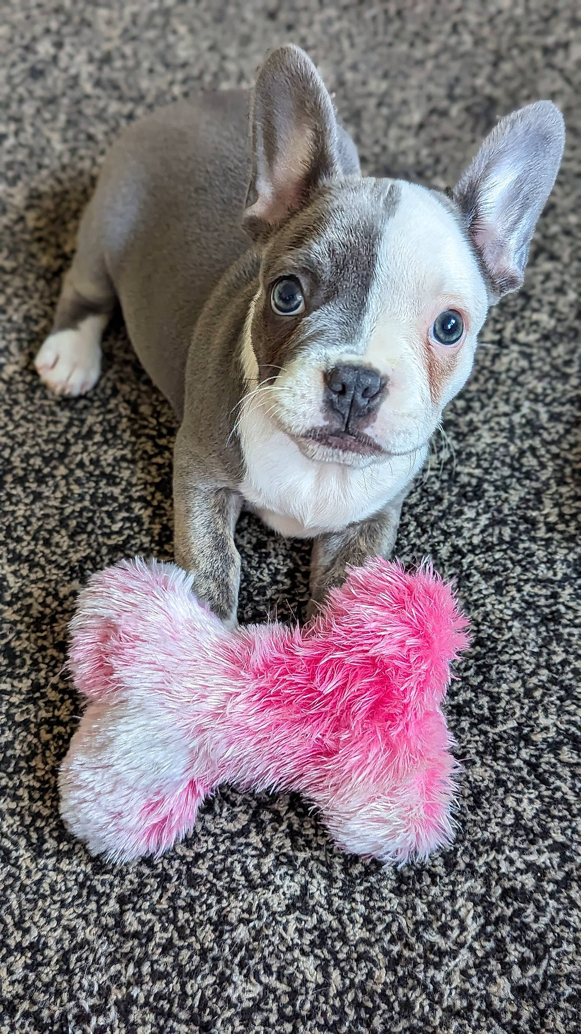 Lucille joined the competition — help win amazing prizes! canidae, carnivore, companion_dog, dog, dog_breed, dog_supply, ear, fawn, fur, magenta, pattern, pink, snout, stuffed_toy, tail, terrestrial_animal, toy, toy_dog, whiskers, working_animal