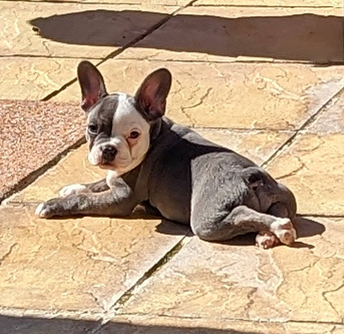 Lucille is registered to the contest to win money with this photo: boston_terrier, canidae, carmine, carnivore, collar, comfort, companion_dog, dog, dog_breed, dog_collar, dog_supply, fawn, snout, sporting_group, tail, terrestrial_animal, toy_dog, whiskers, wood, working_animal