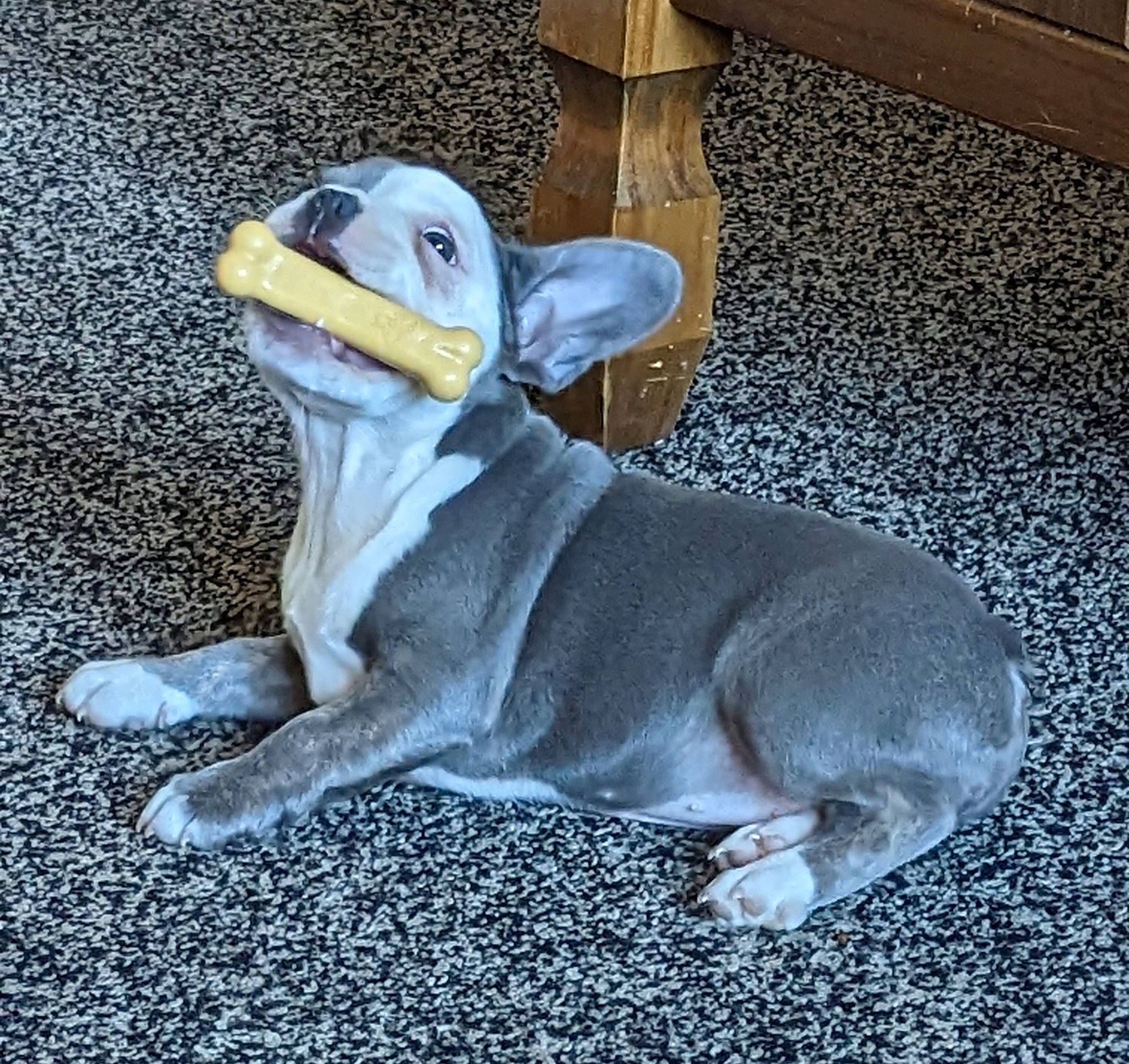 Lucille is registered to the contest to win money with this photo: _geese_and_swans, animal_figure, asphalt, canidae, carnivore, companion_dog, dog, dog_breed, ducks, fawn, flightless_bird, flooring, fur, road_surface, seabird, snout, sporting_group, tail, terrestrial_animal, wood