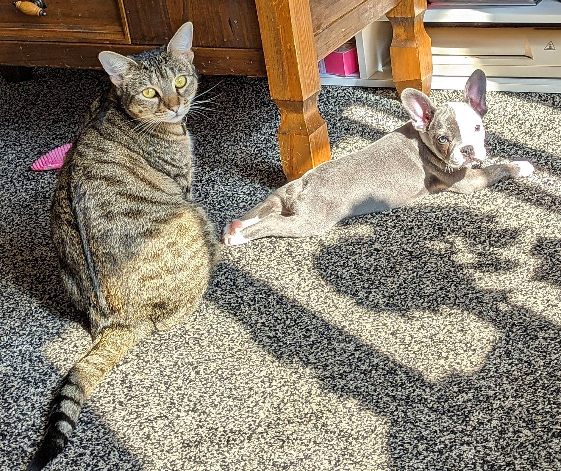 Nala is registered to the contest to win money with this photo: carnivore, carpet, cat, comfort, companion_dog, dog, domestic_short_haired_cat, fawn, felidae, flooring, fur, grass, grey, paw, road_surface, sitting, small_to_medium_sized_cats, snout, tail, whiskers