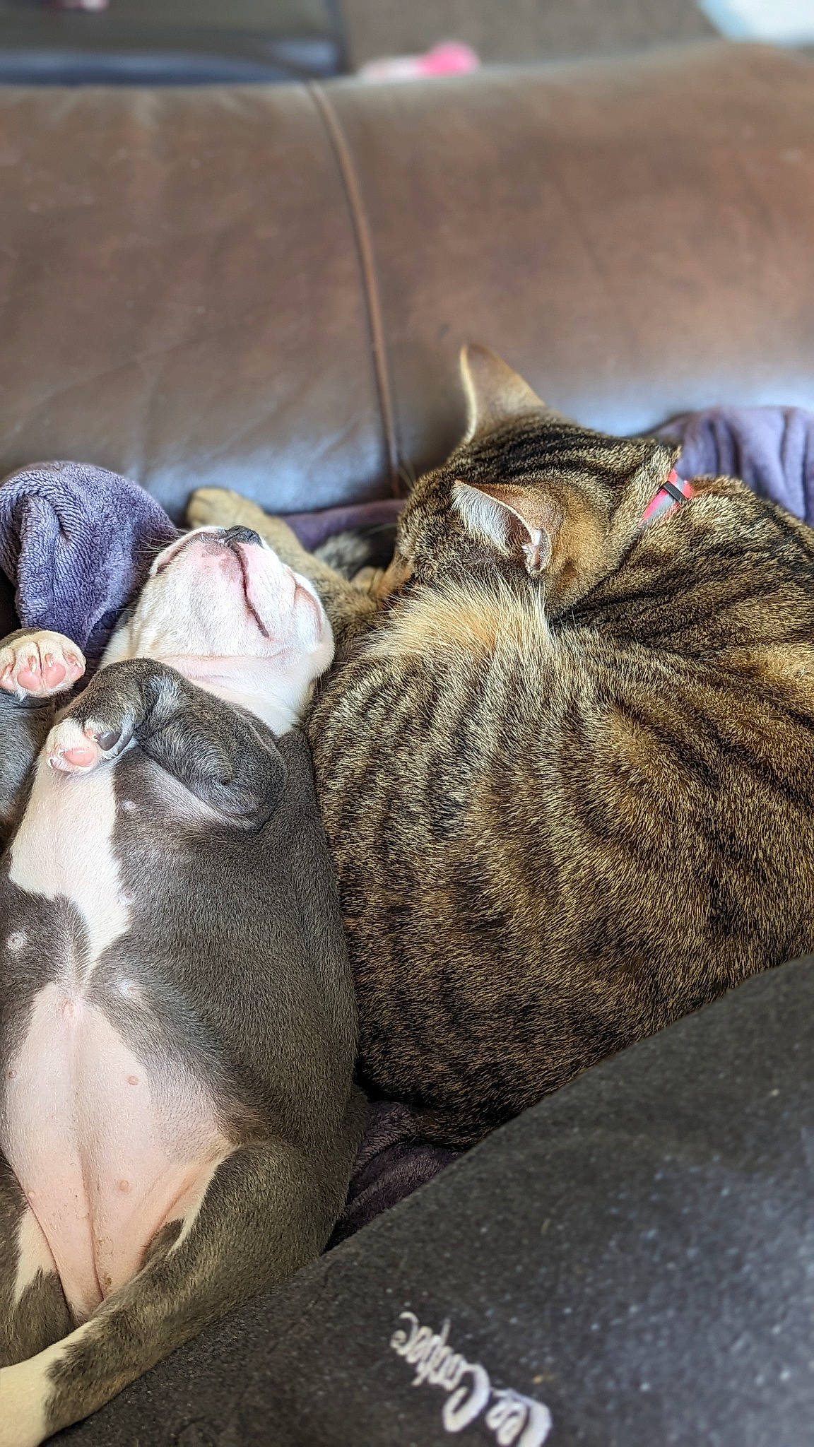 Nala is registered to the contest to win money with this photo: carnivore, cat, comfort, dog_breed, domestic_short_haired_cat, fawn, felidae, fur, grey, mammal, nap, paw, small_to_medium_sized_cats, snout, tail, terrestrial_animal, vertebrate, whiskers, wildlife, wood