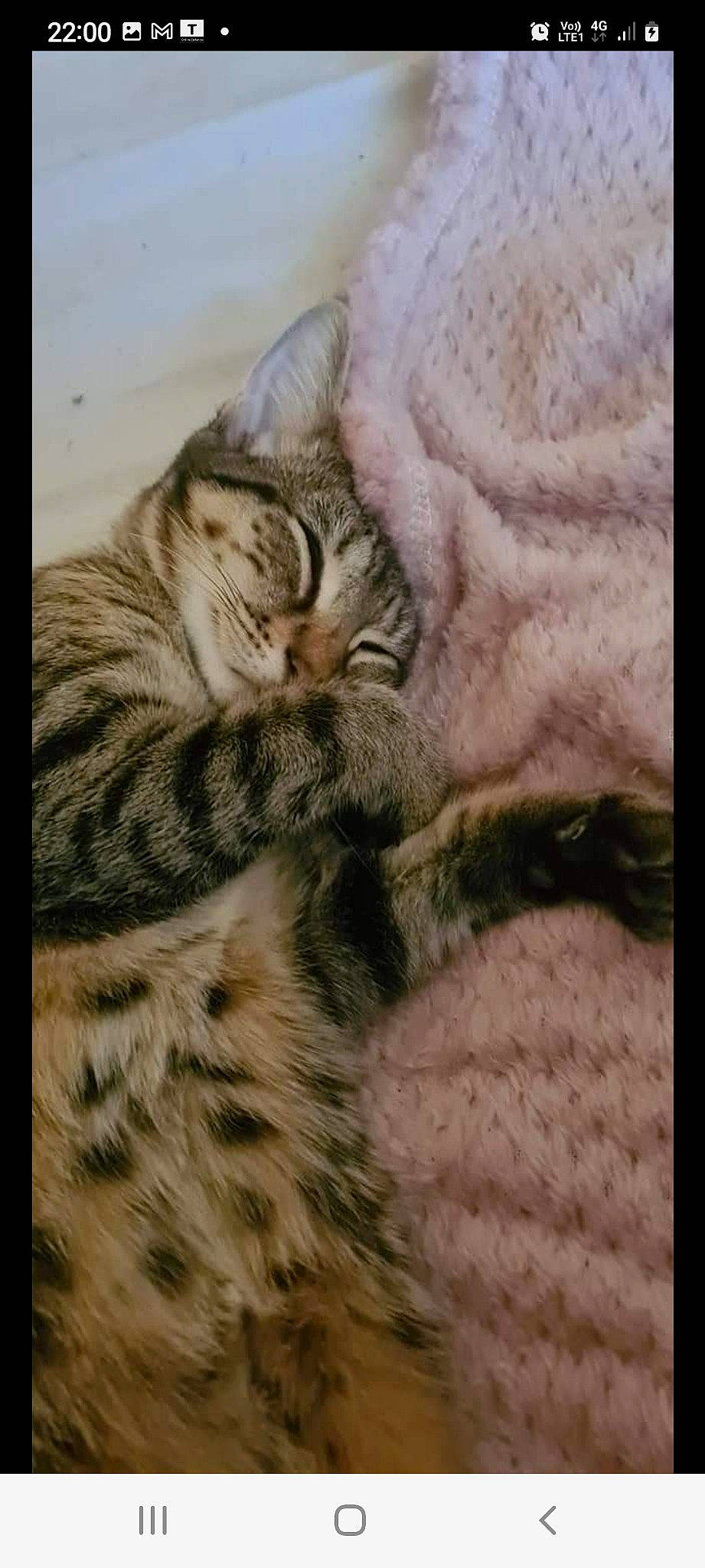 Nala is registered to the contest to win money with this photo: art, carnivore, cat, claw, close_up, comfort, domestic_short_haired_cat, eye, felidae, fur, nap, pattern, paw, small_to_medium_sized_cats, snout, tail, terrestrial_animal, whiskers, wildlife