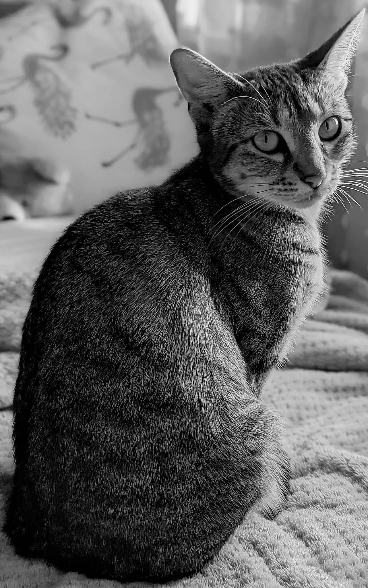 Nala is registered to the contest to win money with this photo: black_and_white, carnivore, cat, claw, domestic_short_haired_cat, felidae, fur, grey, monochrome, monochrome_photography, paw, sitting, small_to_medium_sized_cats, snout, still_life_photography, style, tail, terrestrial_animal, whiskers, wildlife