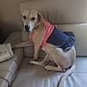 Mela joined the competition — help win amazing prizes! animal, beige, canine, clothing, couch, cute, dog, domestic, fashion, furniture, indoor, leather, looking, outfit, paw, pet, relaxed, side_eye, sitting, tail
