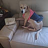 Mela is registered to the contest to win money with this photo: accessory, animal, brown_dog, clothing, couch, cute, dog, domestic_animal, fashion, furniture, gold_chain, handbag, home, indoor, leather, living_room, looking_back, pet, relaxed, sitting