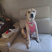 Mela is registered to the contest to win money with this photo: animal, calm, canine, couch, decor, dog, domestic, furniture, harness, household, indoor, leather, pet, purse, relaxed, room, side_table, sitting, table, tan