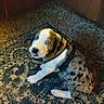 puppy, dog, blue_eyes, spotted_fur, collar, harness, carpet, indoor, floor, cute, pet, animal, sitting, looking_up, fur_pattern, domestic, young_dog, home, cozy, leash