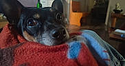 Hujo is registered to the contest to win money with this photo: animal, black, blanket, blue, brown, canine, close_up, cozy, curious, dog, expression, furniture, home, indoor, jeans, pet, red, relaxed, snug, soft_focus