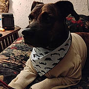 Oscar joined the competition — help win amazing prizes! dog, pet, sweater, bandana, mustache_pattern, couch, floral, indoor, cozy, brown, canine, portrait, animal, resting, home, furniture, decor, relaxed, laying_down, domestic