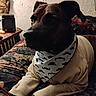 dog, pet, sweater, bandana, mustache_pattern, couch, floral, indoor, cozy, brown, canine, portrait, animal, resting, home, furniture, decor, relaxed, laying_down, domestic