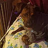 Oscar is registered to the contest to win money with this photo: dog, animal, pet, blanket, bed, crutches, gray_hoodie, floral_pattern, indoor, furniture, resting, canine, cozy, dim_lighting, wood_paneling, curtain, metal_bed_frame, paw, fabric, relaxing