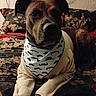 Oscar joined the competition — help win amazing prizes! dog, bandana, sweater, bed, floral_pattern, brown_dog, indoor, pet, portrait, animal, resting, cozy, cute, mustache_pattern, domestic, canine, fur, paw, face, ears