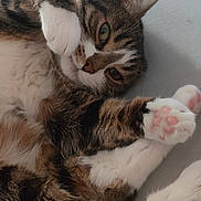 Mojito a rejoint le concours — aidez-le/la à gagner de superbes lots ! cat, tabby, pet, paw, pink_pads, fur, close_up, cute, relaxed, lying_down, whiskers, indoor, soft, playful, animal, mammal, sleepy, domestic, face, claw