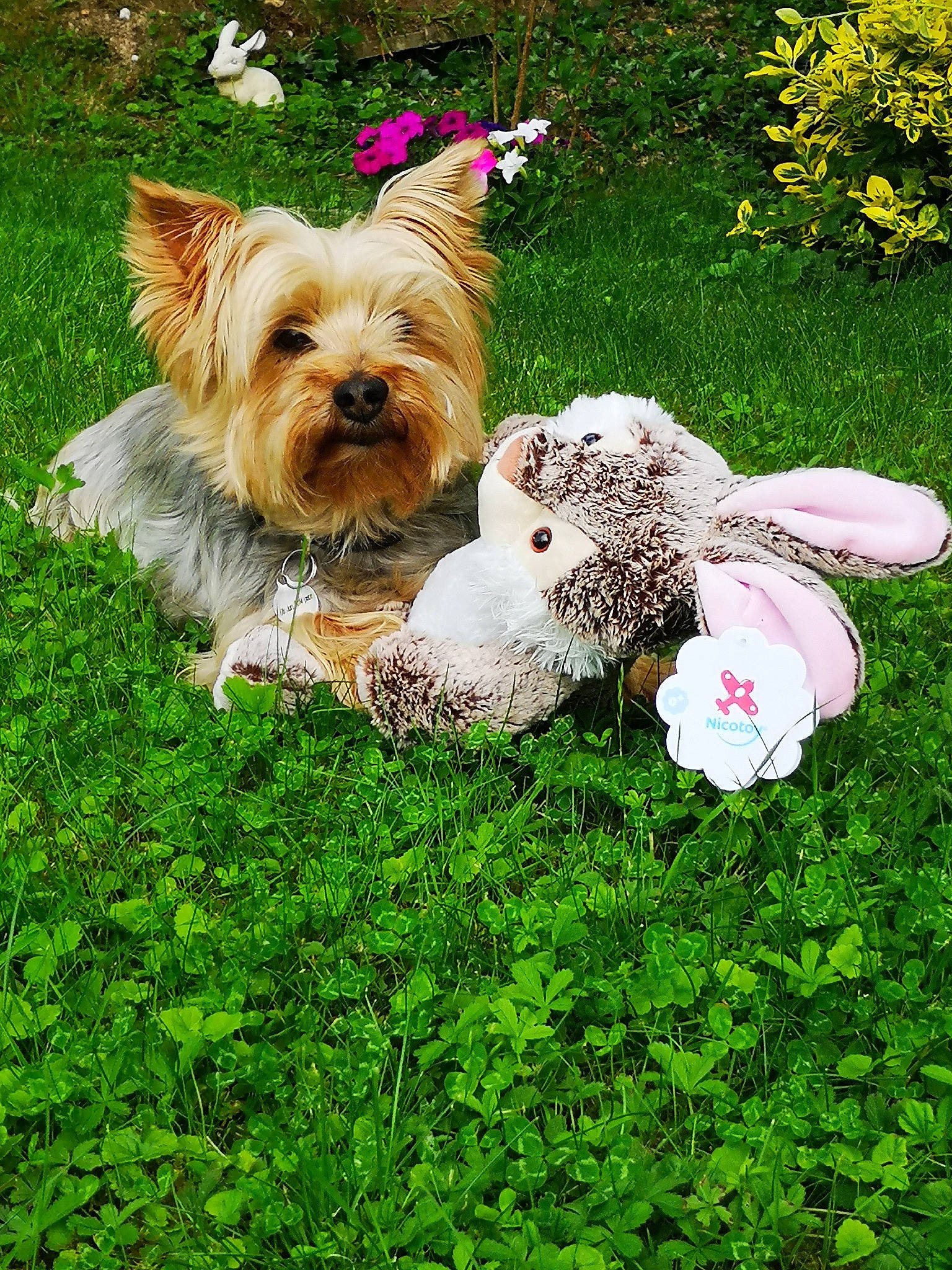 Monaco participe au concours pour gagner de l'argent avec cette photo : canidae, carnivore, collar, companion_dog, dog, dog_breed, dog_clothes, dog_collar, dog_supply, fawn, flower, grass, leash, people_in_nature, plant, small_terrier, sporting_group, terrier, toy_dog, yorkshire_terrier