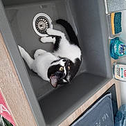 Zorra a rejoint le concours — aidez-le/la à gagner de superbes lots ! box, canidae, carnivore, cat, comfort, companion_dog, felidae, hardwood, household_supply, laundry_basket, product, room, shelf, shelving, small_to_medium_sized_cats, sporting_group, tail, toilet_paper, whiskers, wood