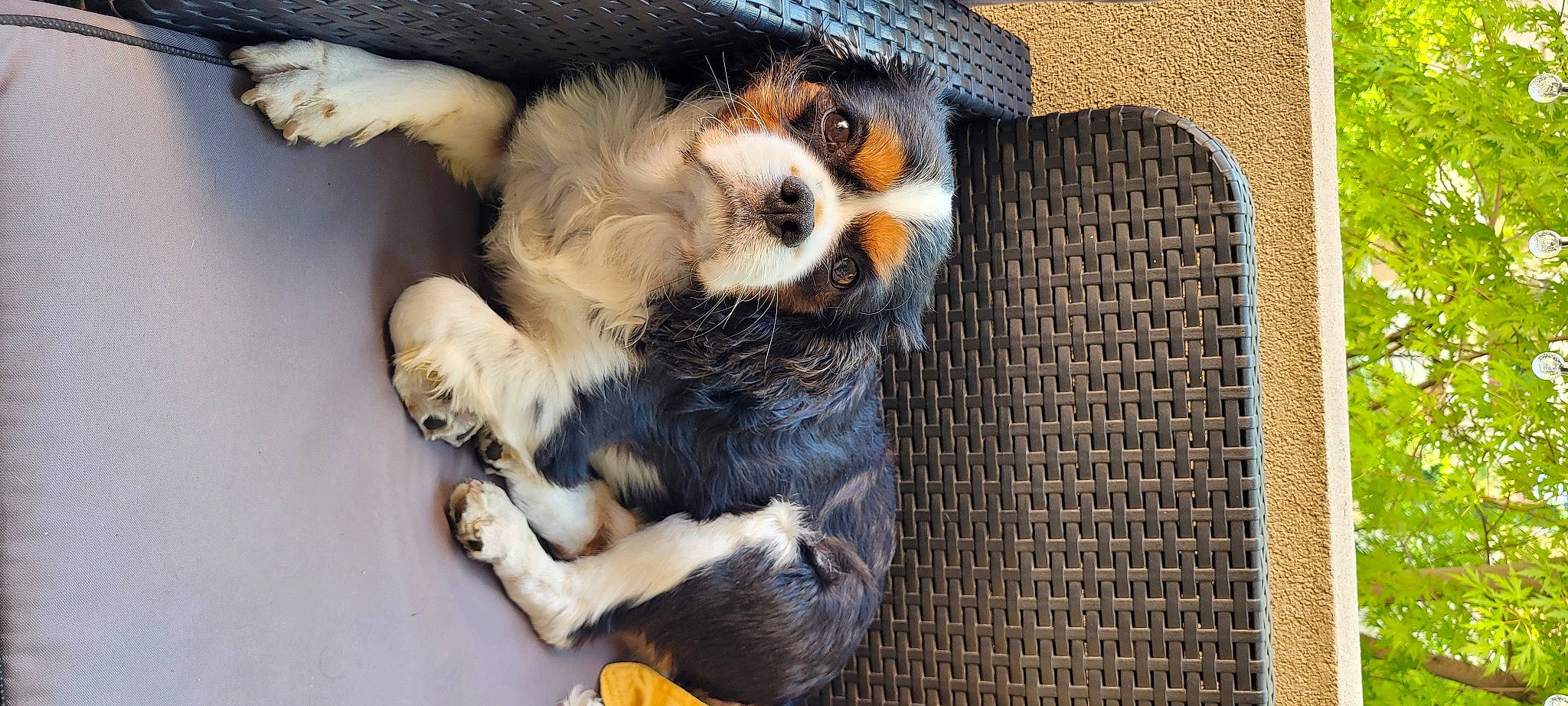 Oslow a rejoint le concours — aidez-le/la à gagner de superbes lots ! canidae, carnivore, cavalier_king_charles_spaniel, claw, comfort, companion_dog, dog, dog_breed, fawn, felidae, fur, hat, paw, puppy_love, small_to_medium_sized_cats, snout, sporting_group, tail, toy_dog, whiskers