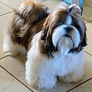 Houston joined the competition — help win amazing prizes! animal, canine, companion, curious, cute, dog, domestic, floor, fluffy, fur, groomed, household, indoor, looking, pet, portrait, shih_tzu, small_dog, standing, tile