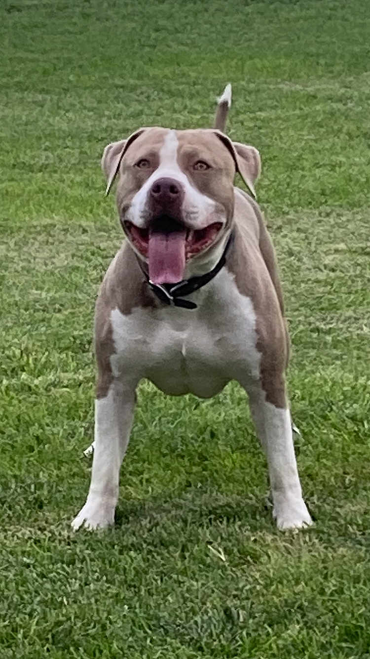 Ruger