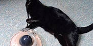 Hestia participe au concours pour gagner de l'argent avec cette photo : black_cat, cat, toy, floor, indoor, furniture, drawer, pet, playful, animal, domestic_cat, coin, object, curious, wooden_drawer, flooring, tail, paw, side_view, home