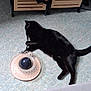 black_cat, cat, toy, floor, indoor, furniture, drawer, pet, playful, animal, domestic_cat, coin, object, curious, wooden_drawer, flooring, tail, paw, side_view, home