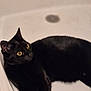 Hestia a rejoint le concours — aidez-le/la à gagner de superbes lots ! black_cat, cat, pet, animal, bathtub, yellow_eyes, fur, indoor, curious, resting, whiskers, mammal, domestic_cat, feline, portrait, close_up, laying_down, smooth_surface, bright_eyes, black_fur