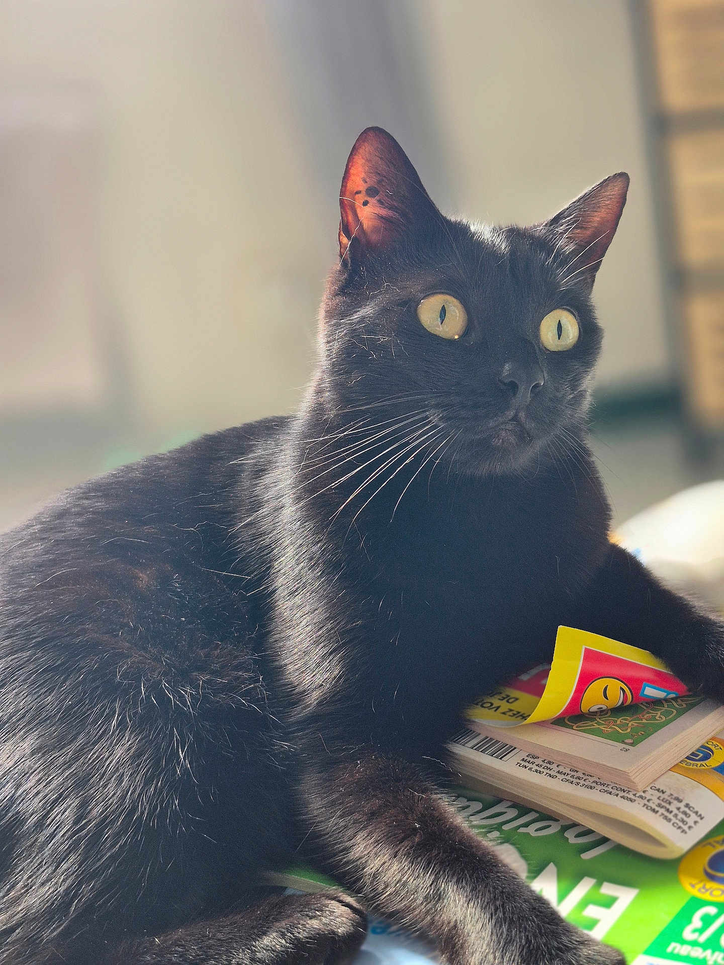 Hestia a rejoint le concours — aidez-le/la à gagner de superbes lots ! cat, black_cat, animal, pet, feline, yellow_eyes, whiskers, fur, indoor, light, sunlight, relaxed, lying_down, magazines, papers, closeup, portrait, cute, domestic_cat, curious