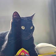 Hestia a rejoint le concours — aidez-le/la à gagner de superbes lots ! cat, black_cat, animal, pet, yellow_eyes, magazines, papers, computer_mouse, indoor, soft_light, fur, whiskers, curled_page, stack, closeup, domestic_cat, resting, paw, focused, bright_eyes