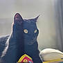 cat, black_cat, animal, pet, yellow_eyes, magazines, papers, computer_mouse, indoor, soft_light, fur, whiskers, curled_page, stack, closeup, domestic_cat, resting, paw, focused, bright_eyes