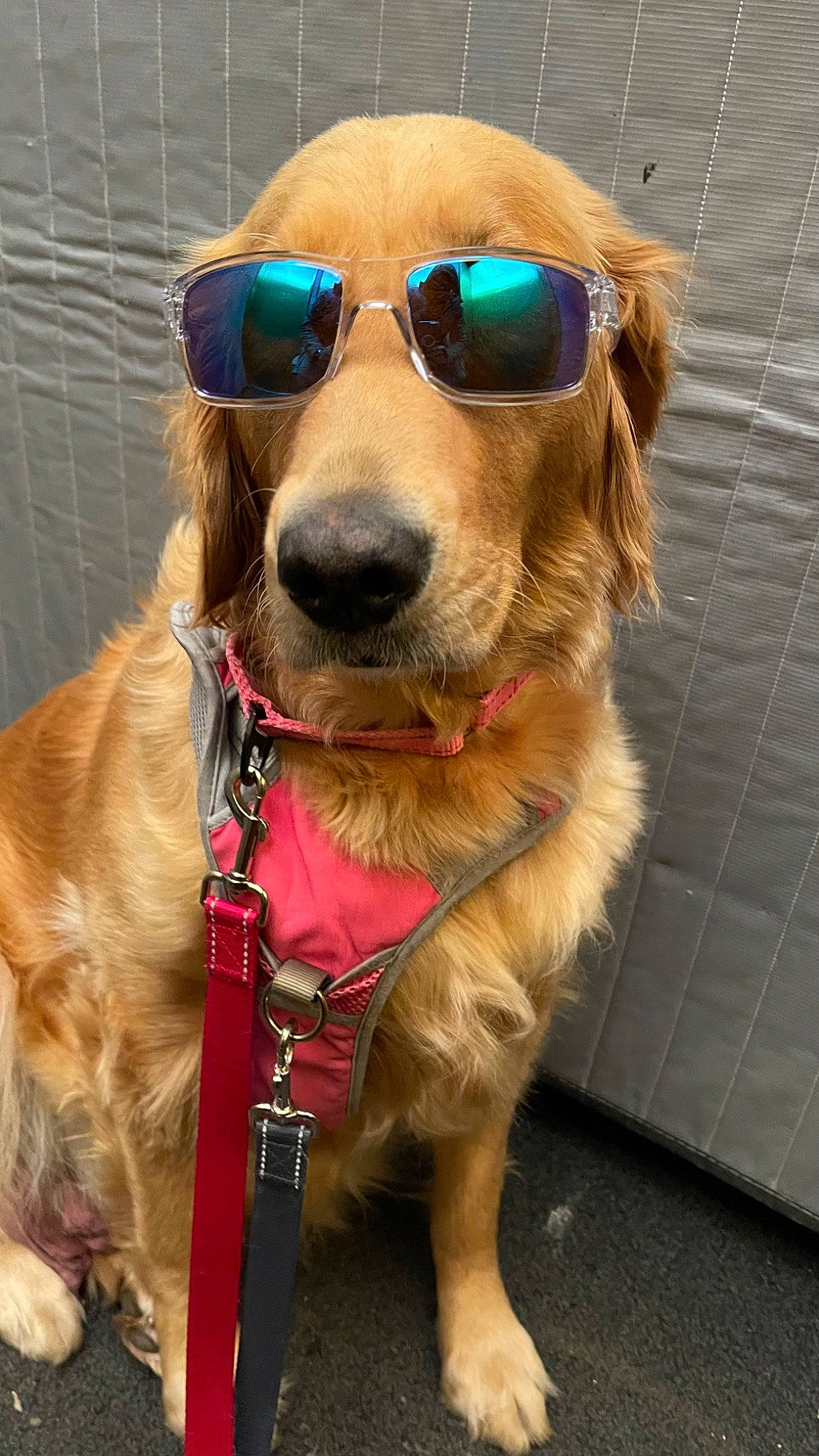 Veshremy joined the competition — help win amazing prizes! carnivore, collar, companion_dog, dog, dog_breed, dog_collar, dog_supply, eyewear, fawn, glasses, goggles, leash, liver, pet_supply, snout, sporting_group, sunglasses, vision_care, whiskers, working_animal