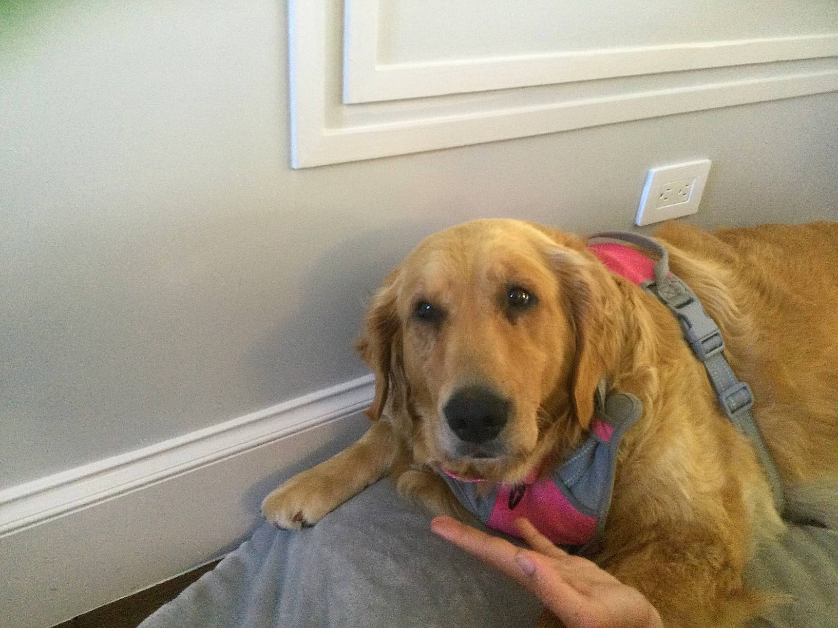 Veshremy is registered to the contest to win money with this photo: canidae, carnivore, collar, comfort, companion_dog, dog, dog_breed, dog_supply, fawn, flooring, fur, guard_dog, gun_dog, laptop, paw, pet_supply, retriever, snout, sporting_group, working_animal