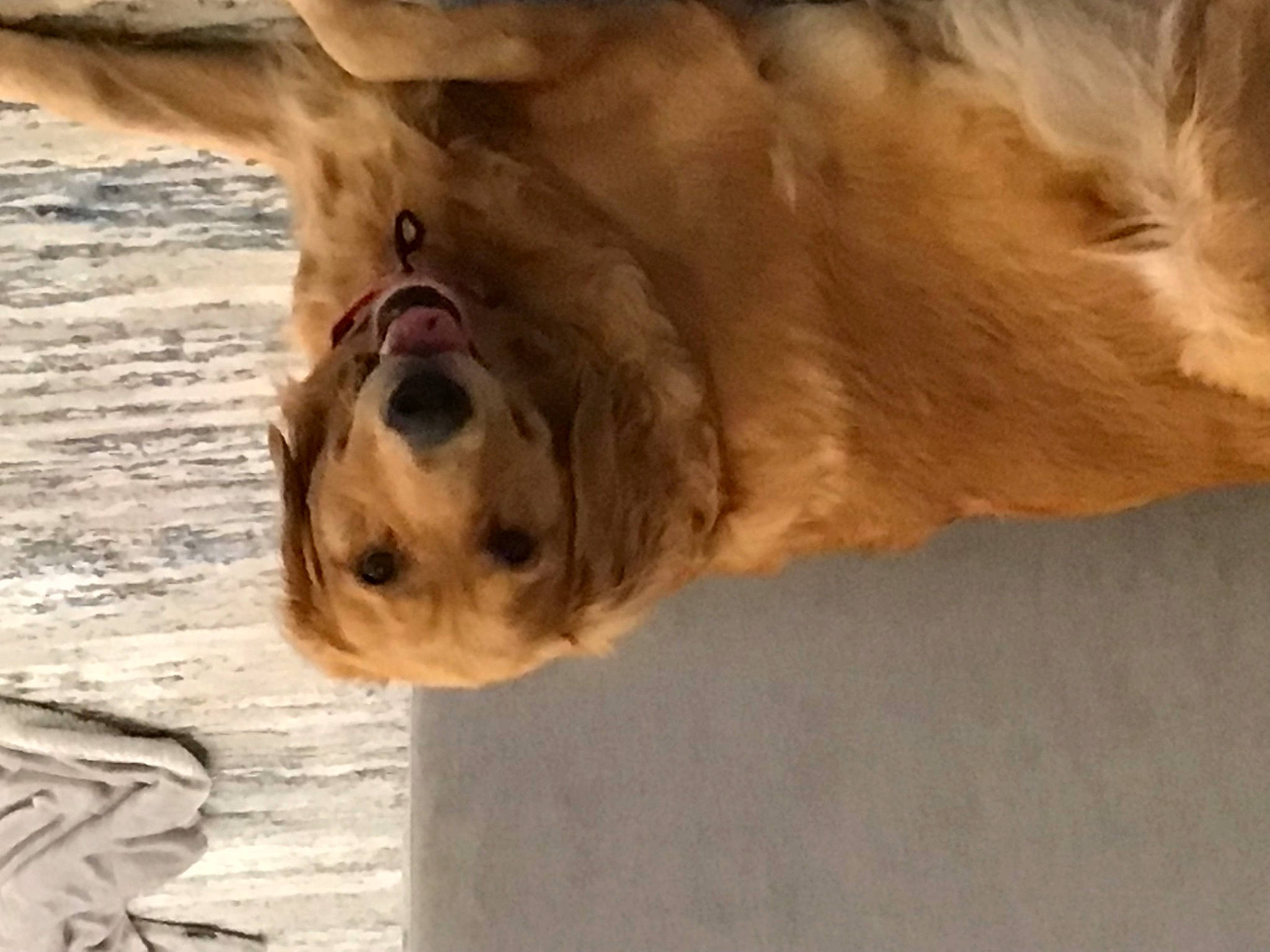 Ginger is registered to the contest to win money with this photo: bactrian_camel, big_cats, camelid, carnivore, companion_dog, dog, dog_breed, fawn, felidae, fur, landscape, lion, liver, pack_animal, snout, sporting_group, terrestrial_animal, wildlife, wood, working_animal