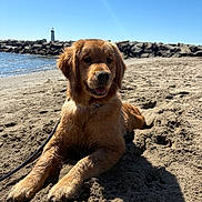Palmer joined the competition — help win amazing prizes! dog, golden_retriever, puppy, beach, sand, sunlight, outdoor, water, lighthouse, rocks, sky, leash, canine, nature, animal, pet, summer, coast, relaxation, playful