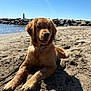 dog, golden_retriever, puppy, beach, sand, sunlight, outdoor, water, lighthouse, rocks, sky, leash, canine, nature, animal, pet, summer, coast, relaxation, playful