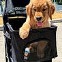 Palmer is registered to the contest to win money with this photo: golden_retriever, puppy, dog, pet_stroller, outdoor, sunny_day, tongue_out, happy, playful, black_stroller, paw, park, lake, fountain, animal, canine, cute, fur, pet, nature