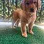 Palmer is registered to the contest to win money with this photo: puppy, dog, golden_retriever, grass, outdoor, pet, young_dog, fence, sunlight, fur, collar, curious, standing, nature, leafy_background, mesh, adorable, animal, canine, young