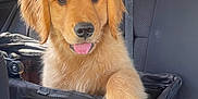 Palmer joined the competition — help win amazing prizes! golden_retriever, puppy, dog, pet_carrier, car_interior, black_car_seat, tongue_out, fluffy, cute, young_dog, pet, animal, canine, seatbelt, window, daylight, transportation, travel, front_seat, resting_paw