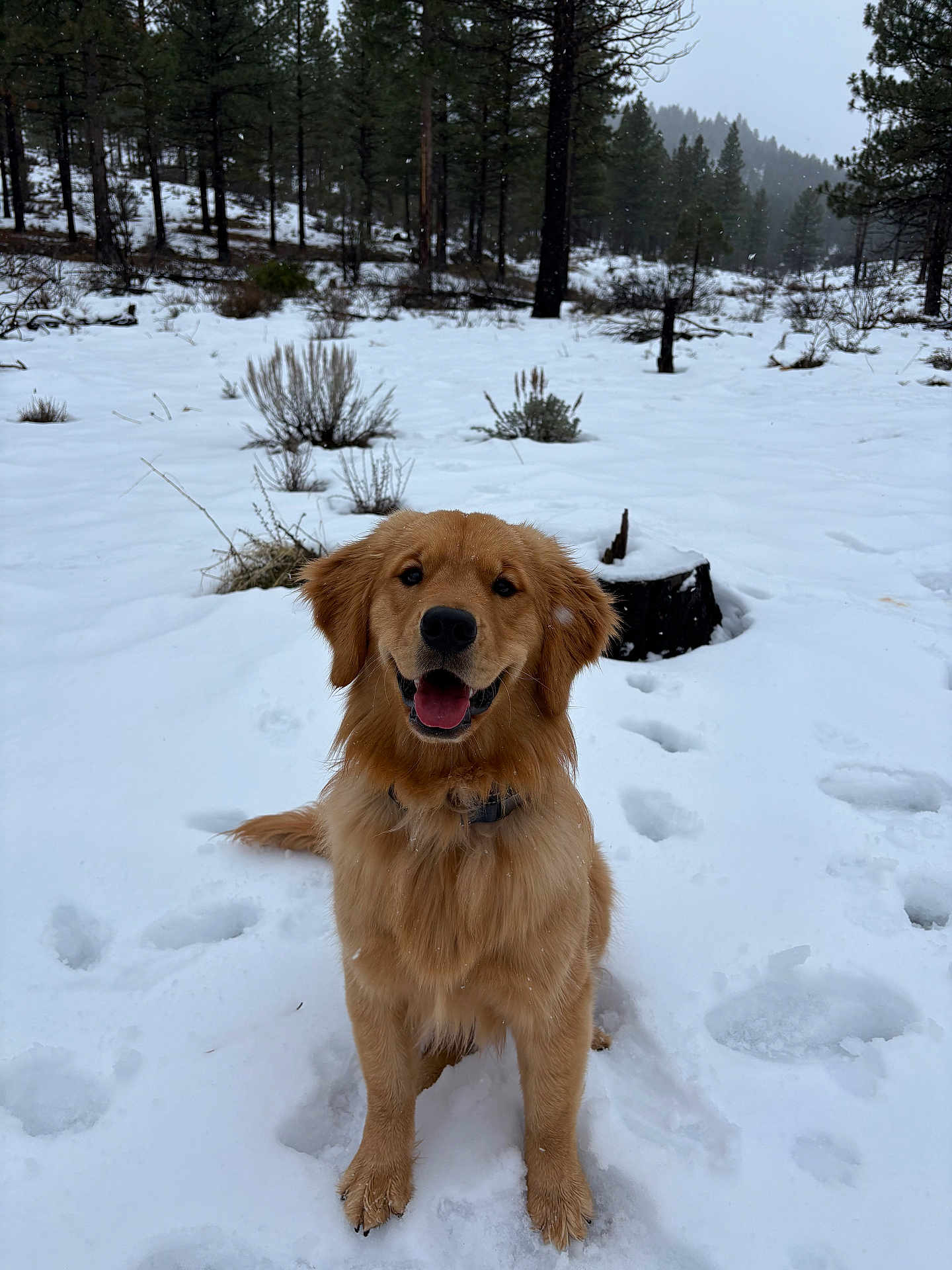 Palmer is registered to the contest to win money with this photo: dog, golden_retriever, puppy, snow, winter, forest, trees, tree_stump, outdoor, animal, canine, happy, pet, nature, cold, tongue_out, sitting, fur, playful, footprints