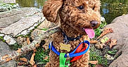 Elley a rejoint le concours — aidez-le/la à gagner de superbes lots ! autumn, brown_dog, canine, curly_fur, daylight, dog, grass, happy, harness, leaves, nature, outdoor, park, pet, playful, pond, rocks, tongue_out, tree, water