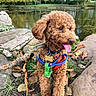 autumn, brown_dog, canine, curly_fur, daylight, dog, grass, happy, harness, leaves, nature, outdoor, park, pet, playful, pond, rocks, tongue_out, tree, water
