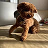 animal, brown_dog, collar, couch, cute, dog, domestic_animal, fur, furniture, home, indoor, mammal, pet, playful, relaxing, shadow, small_dog, sunlight, toy_poodle, window