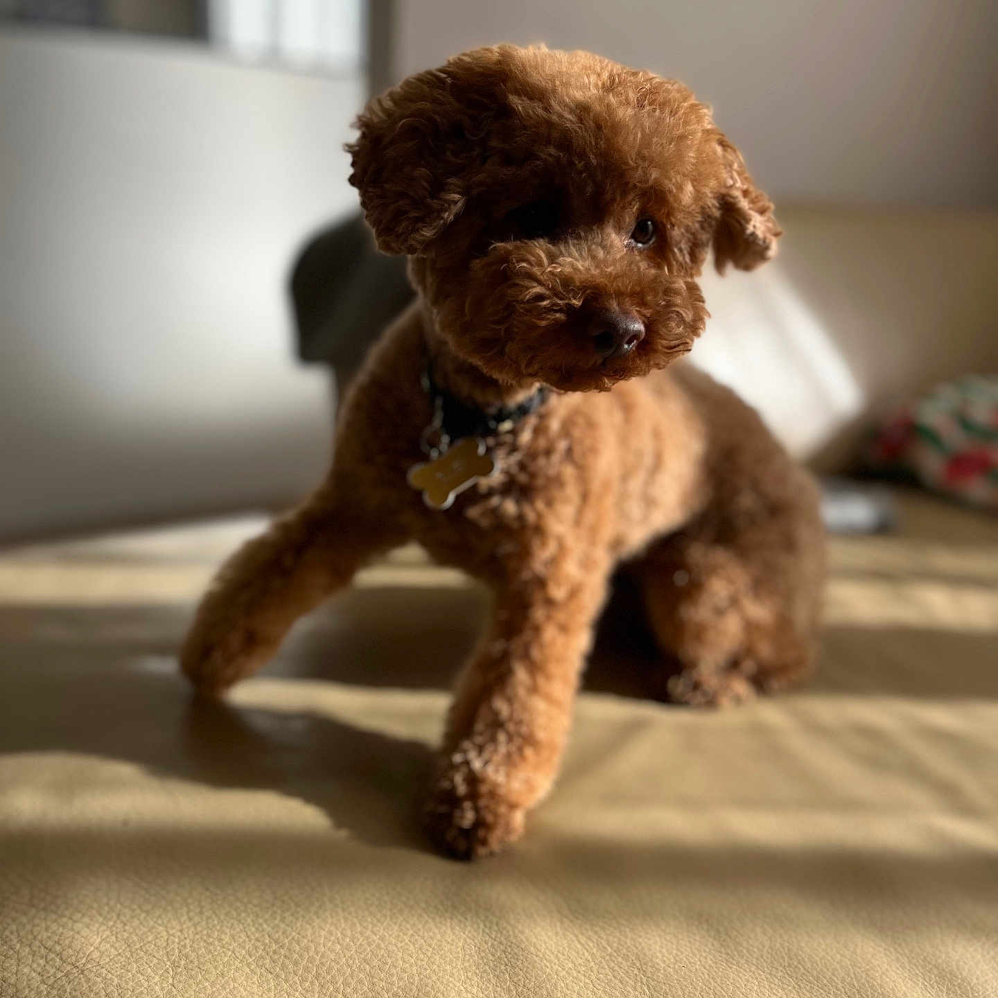 Elley participe au concours pour gagner de l'argent avec cette photo : animal, brown_dog, collar, couch, cute, dog, domestic_animal, fur, furniture, home, indoor, mammal, pet, playful, relaxing, shadow, small_dog, sunlight, toy_poodle, window