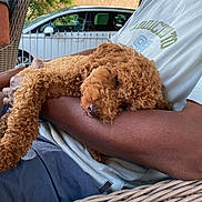 Elley a rejoint le concours — aidez-le/la à gagner de superbes lots ! arm, car, casual_clothing, comfort, curly_fur, daylight, dog, greenery, nap, nature, outdoor, person, pet, relaxation, resting, shirt, sleeping, summer, tree, wicker_chair