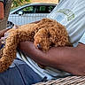 arm, car, casual_clothing, comfort, curly_fur, daylight, dog, greenery, nap, nature, outdoor, person, pet, relaxation, resting, shirt, sleeping, summer, tree, wicker_chair