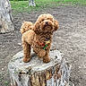 Elley a rejoint le concours — aidez-le/la à gagner de superbes lots ! animal, brown_dog, canine, collar, curly_hair, daylight, dirt, dog, fur, grass, leash, nature, outdoor, park, pet, playful, poodle, standing, tree, tree_stump
