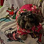 dog, poodle, clothing, onesie, blanket, grinch, holiday, christmas, festive, cozy, pet, animal, fur, cute, indoor, relaxed, soft_lighting, patterned, winter, snuggly
