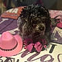 Jezable joined the competition — help win amazing prizes! accessory, animal, blanket, booties, colorful, cowboy_hat, cozy, curly_fur, cute, dog, domestic_animal, fur, hat, home, indoor, pet, pink, playful, resting, soft